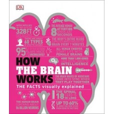 HOW THE BRAIN WORKS THE FACTS VISUALLY E
